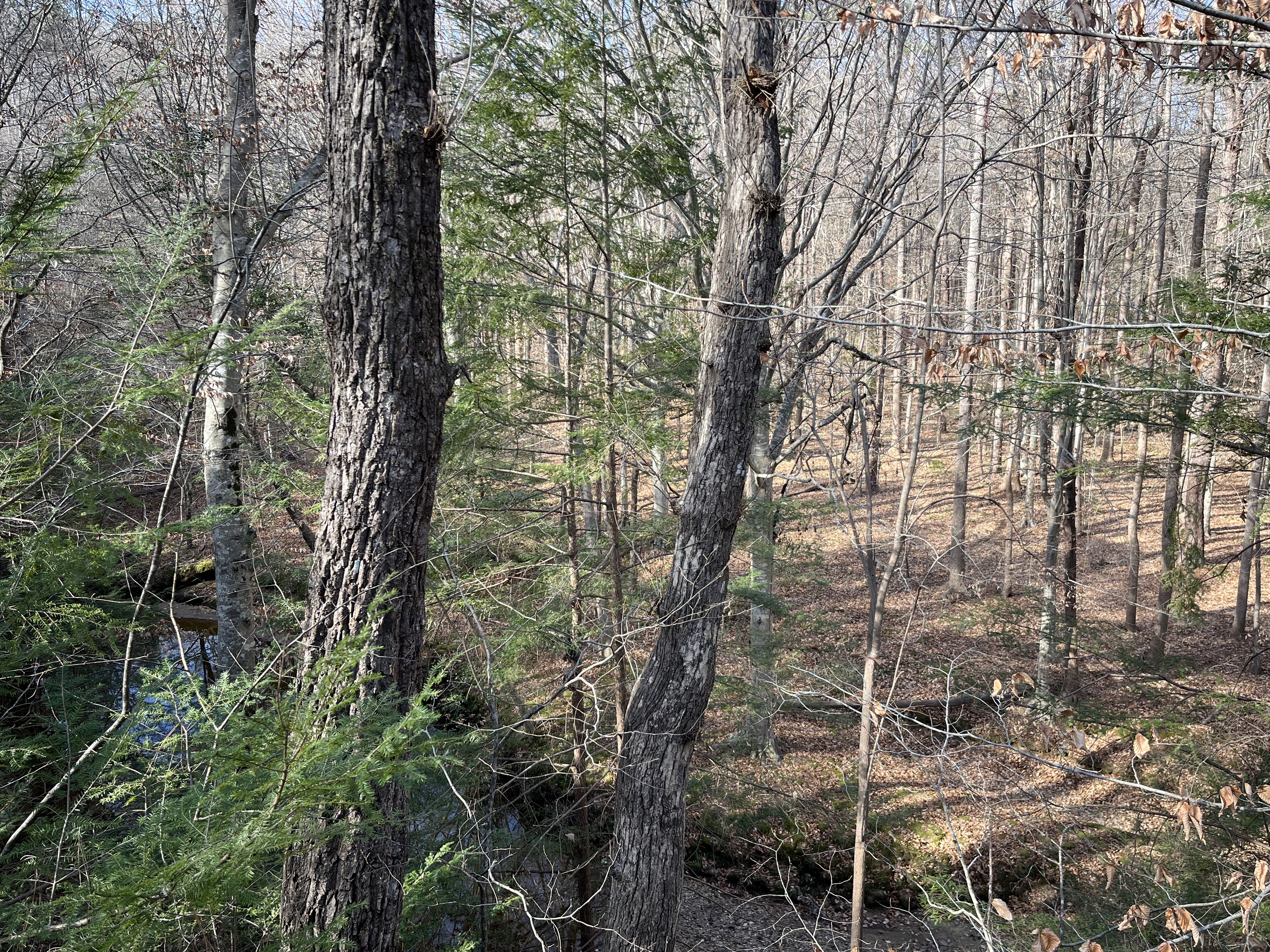 Hemlock Bluffs Nature Preserve
