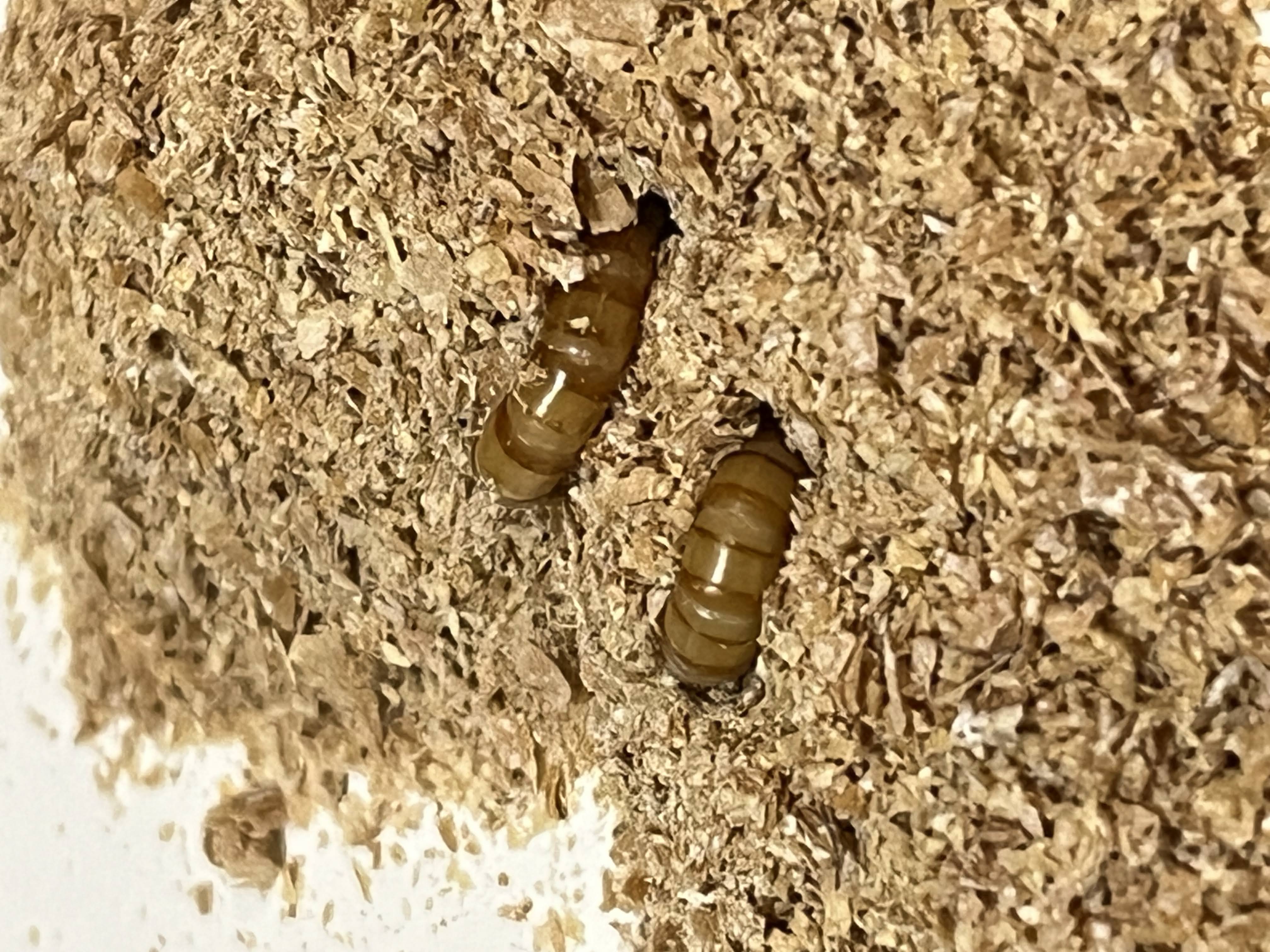 家にやってきたmealworm 2匹